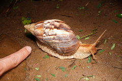 Lissachatina immaculata