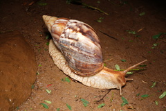 Lissachatina immaculata