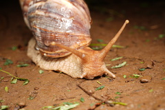 Lissachatina immaculata