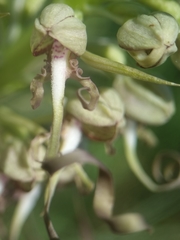 Himantoglossum hircinum