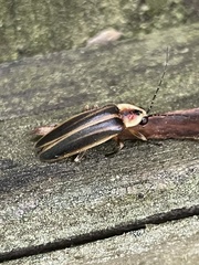 Photuris versicolor