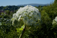 Heracleum mantegazzianum