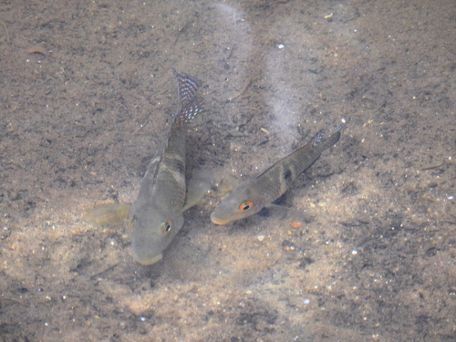 Geophagus brasiliensis
