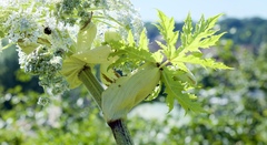 Heracleum mantegazzianum