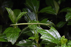 Ramulus rotundus