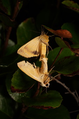 Lepidoptera
