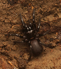 Hadronyche venenata