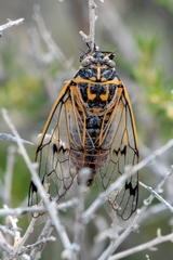Cicadatra querula