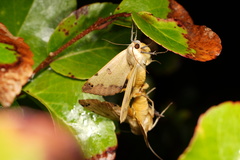 Lepidoptera