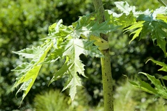 Heracleum mantegazzianum