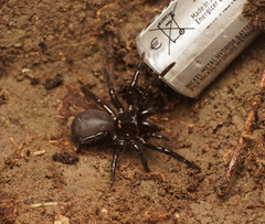 Hadronyche venenata