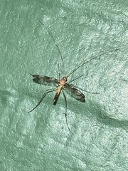 Macrocerinae