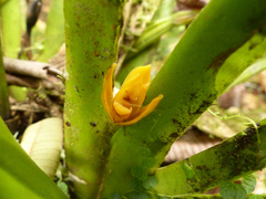 Maxillaria villosa