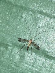 Macrocerinae