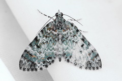 Spargania privernaria