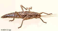 Agathemera millepunctata