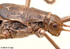 Agathemera millepunctata