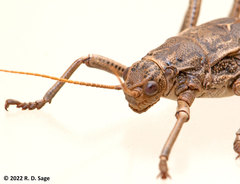 Agathemera millepunctata