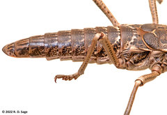 Agathemera millepunctata