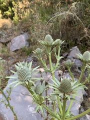 Eryngium alternatum