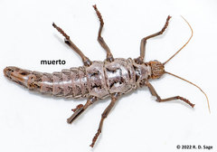 Agathemera millepunctata