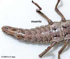 Agathemera millepunctata