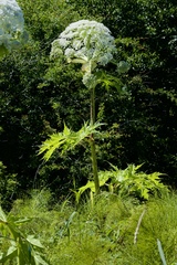 Heracleum mantegazzianum