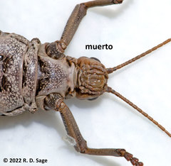 Agathemera millepunctata