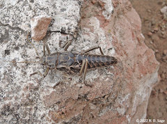 Agathemera millepunctata