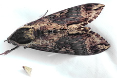Manduca pellenia