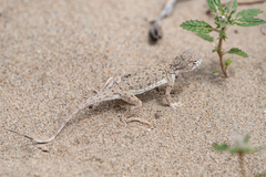 Phrynocephalus guttatus