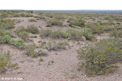 Agathemera millepunctata