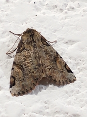 Stibaera