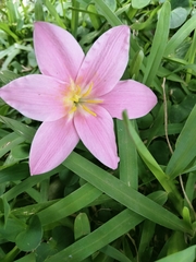 Zephyranthes rosea