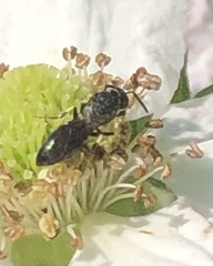 Hylaeus modestus