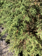 Juniperus monticola