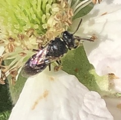 Hylaeus modestus