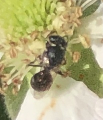 Hylaeus modestus