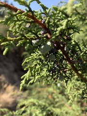 Juniperus monticola