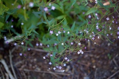 Epilobium