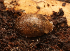 Paropsis delittlei