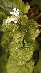 Alliaria petiolata
