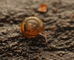 Punctidae