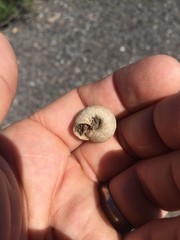Oreohelix