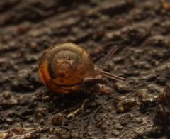 Punctidae