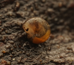 Punctidae