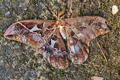 Rothschildia silkae
