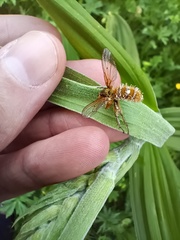 Entomophthoraceae