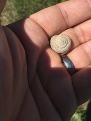Oreohelix