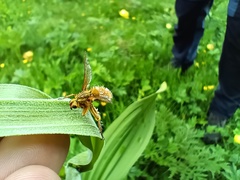Entomophthoraceae